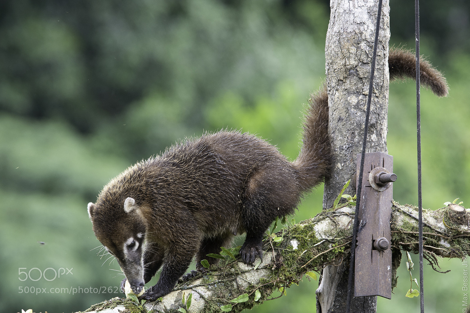 Nikon D500 sample photo. Costa rica photography