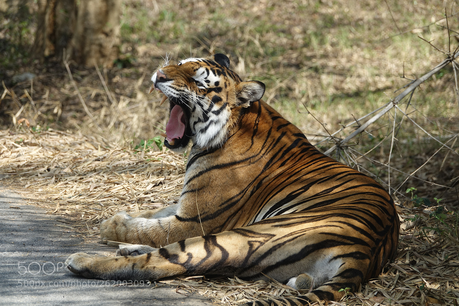 Sony Cyber-shot DSC-RX10 III sample photo. Tiger on a side photography