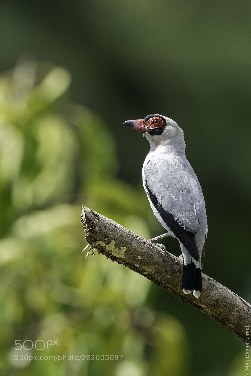 Nikon D850 sample photo. Costa rica photography