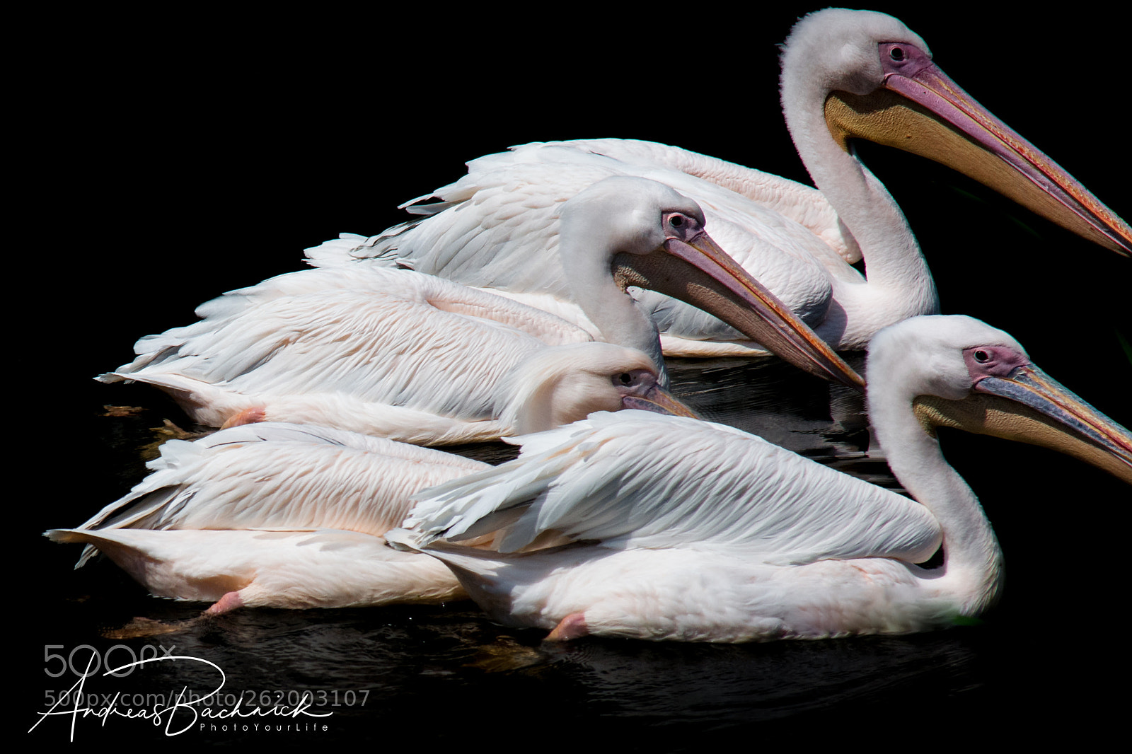 Nikon D5200 sample photo. Synchronized swimming photography