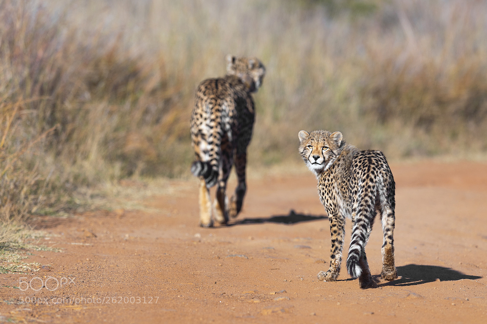 Nikon D750 sample photo. Cheetah cub and mom photography