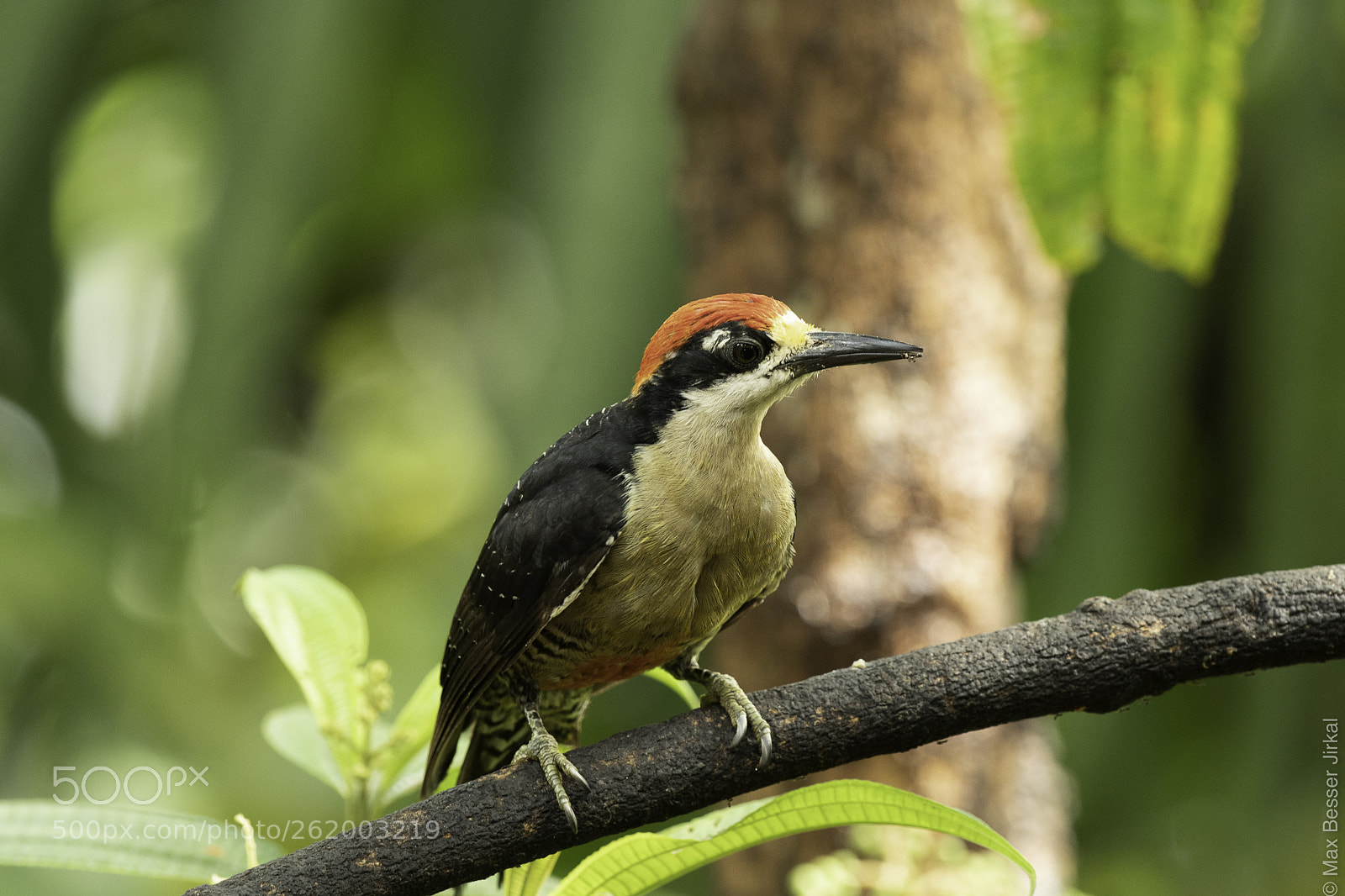 Nikon D500 sample photo. Costa rica photography