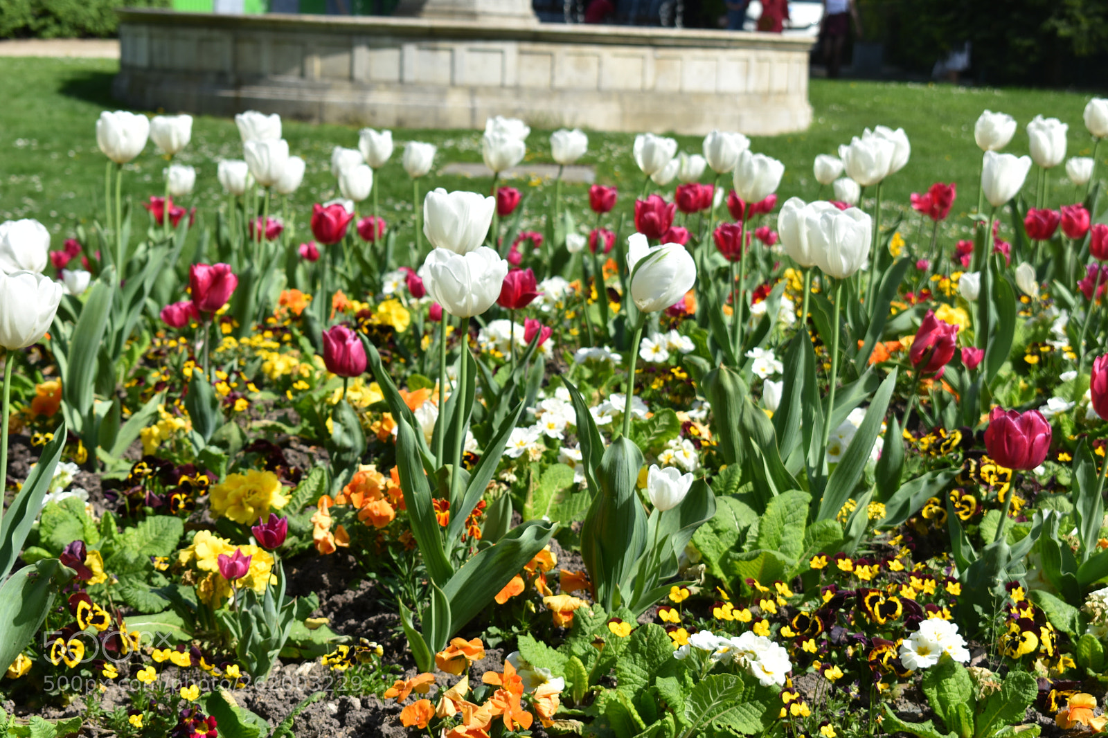 Nikon D3400 sample photo. Des fleurs photography
