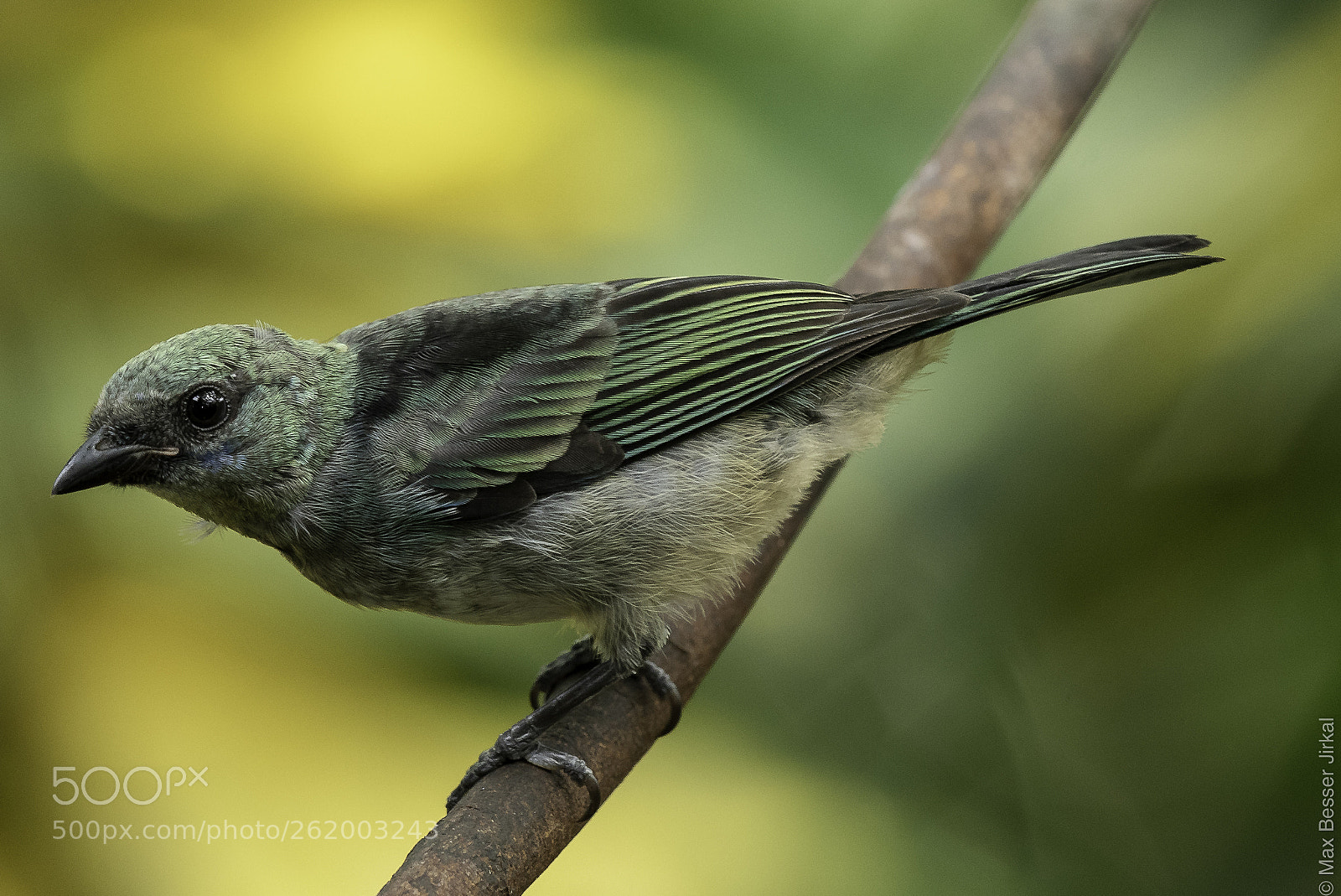 Nikon D500 sample photo. Costa rica photography