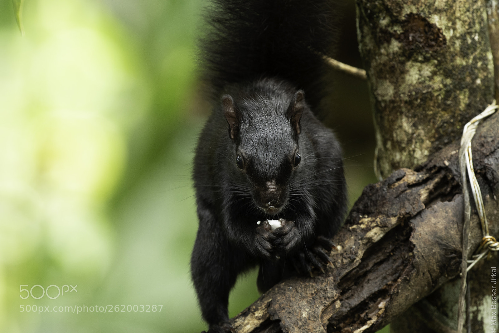 Nikon D500 sample photo. Costa rica photography