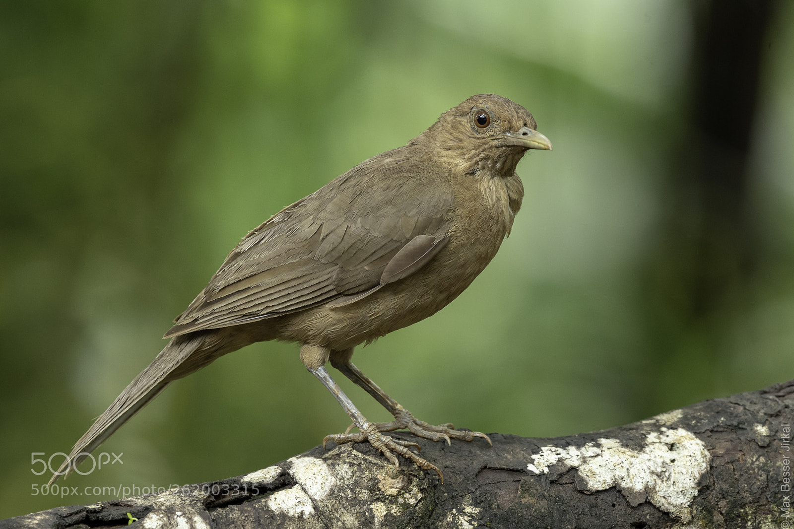 Nikon D500 sample photo. Costa rica photography