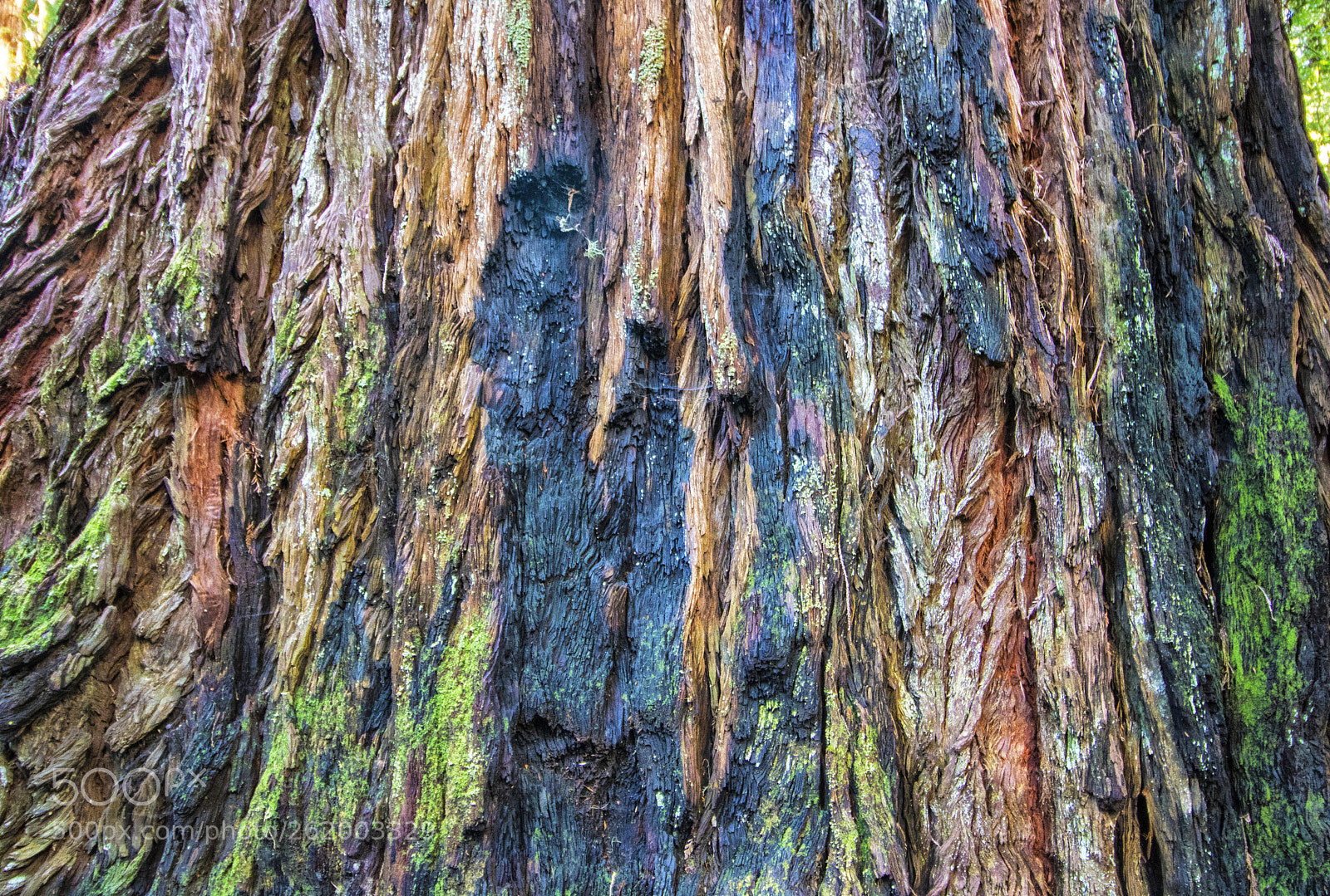 Canon EOS 750D (EOS Rebel T6i / EOS Kiss X8i) sample photo. Rainbow wood: redwood photography