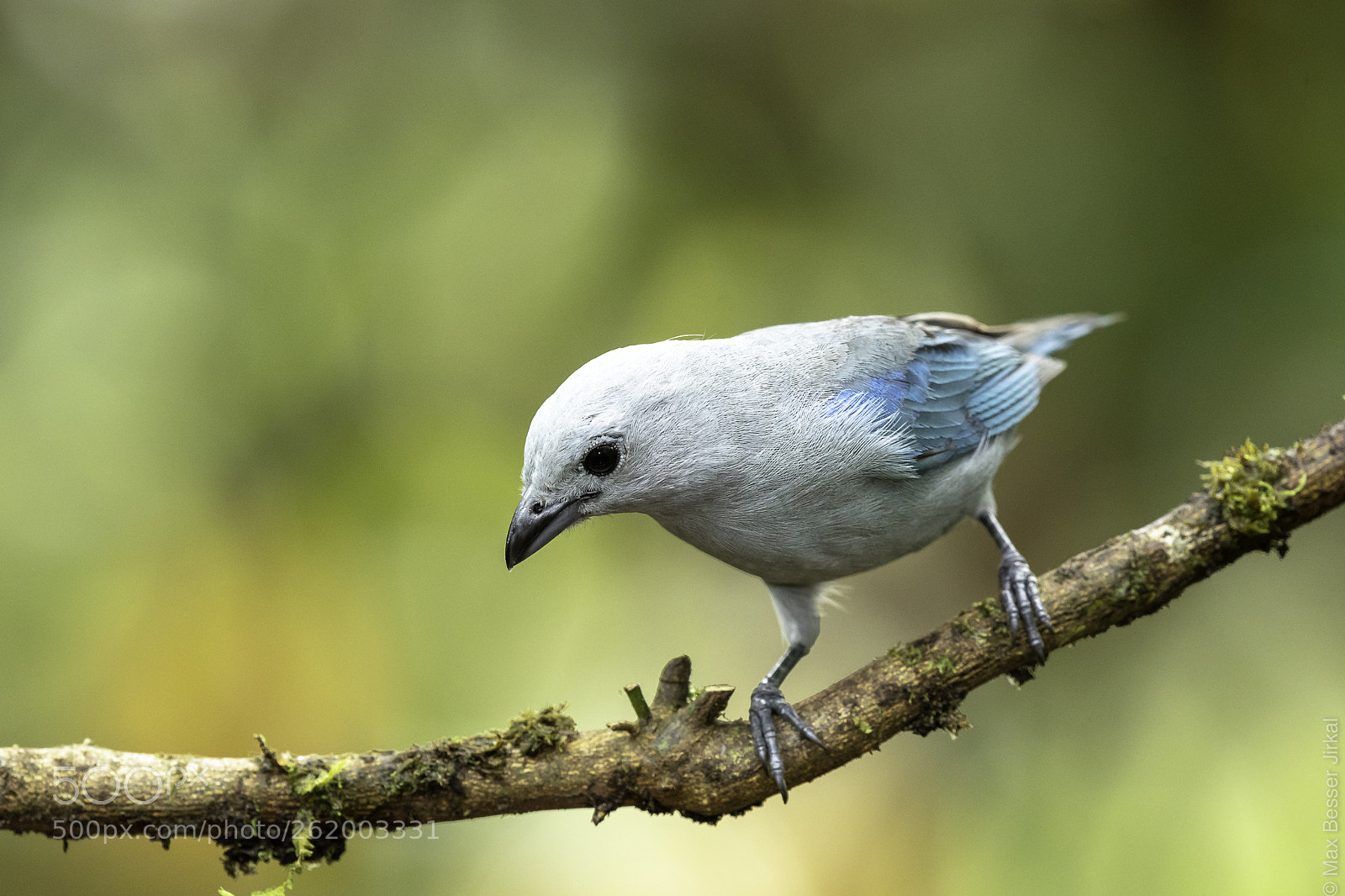 Nikon D500 sample photo. Costa rica photography