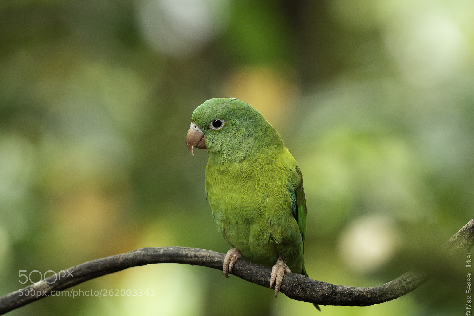 Nikon D500 sample photo. Costa rica photography