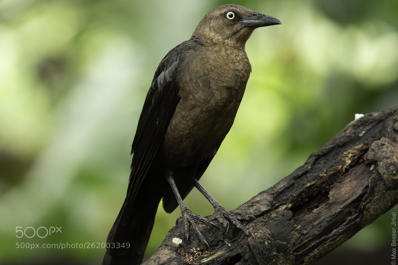 Nikon D500 sample photo. Costa rica photography