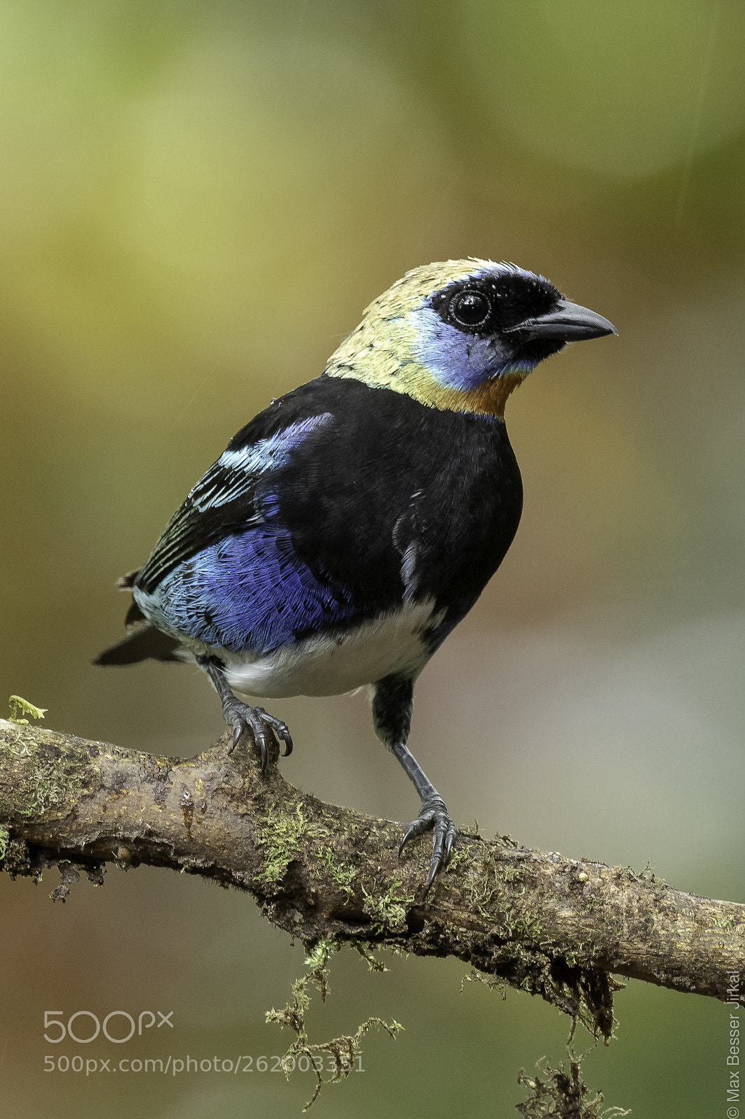 Nikon D500 sample photo. Costa rica photography