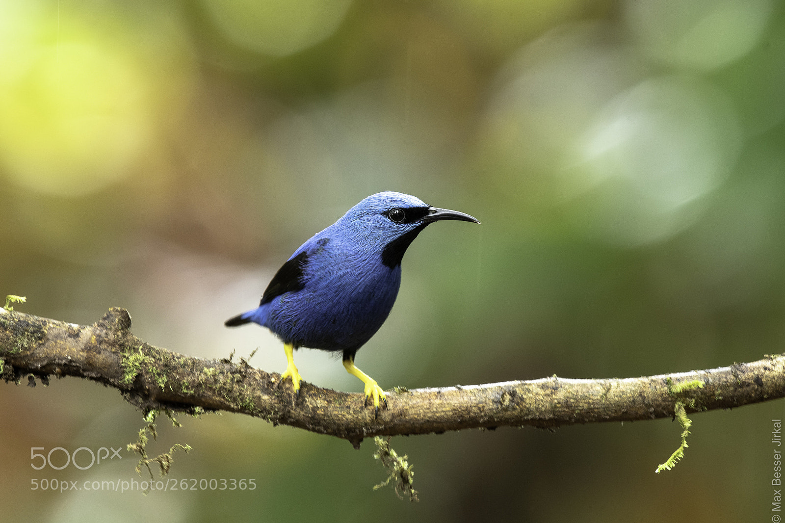 Nikon D500 sample photo. Costa rica photography