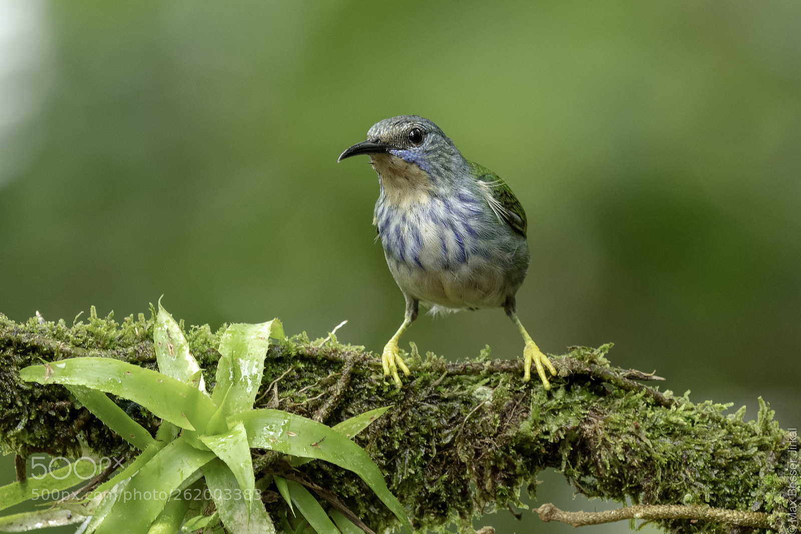 Nikon D500 sample photo. Costa rica photography