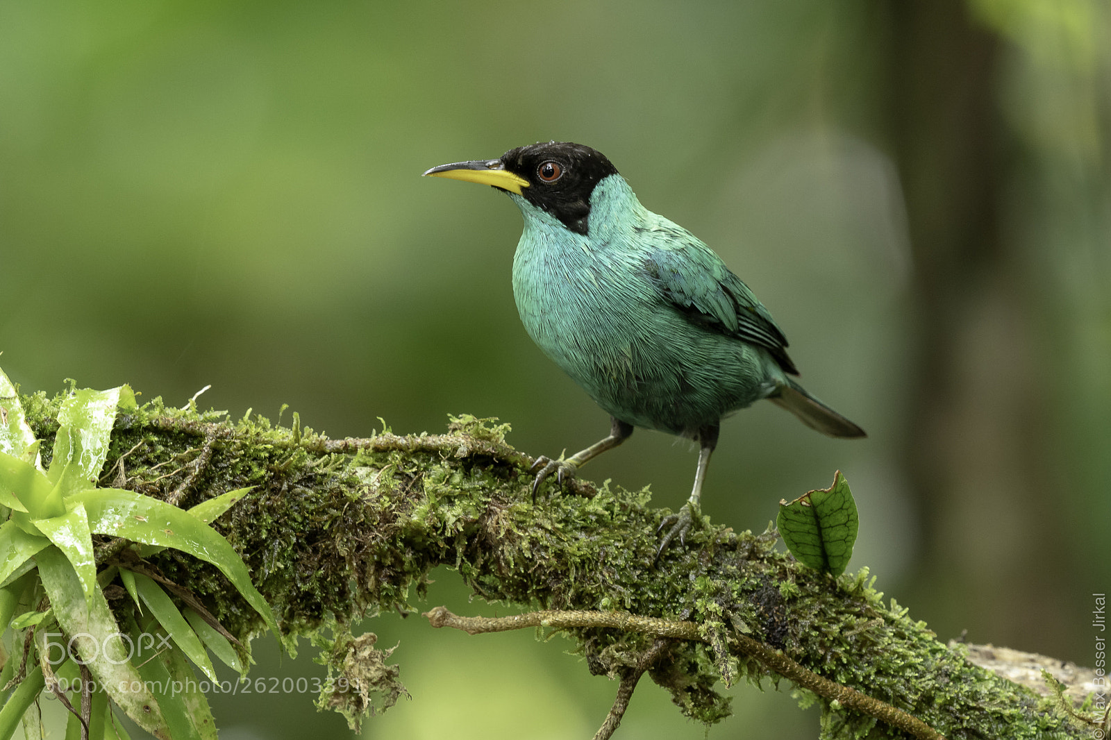 Nikon D500 sample photo. Costa rica photography