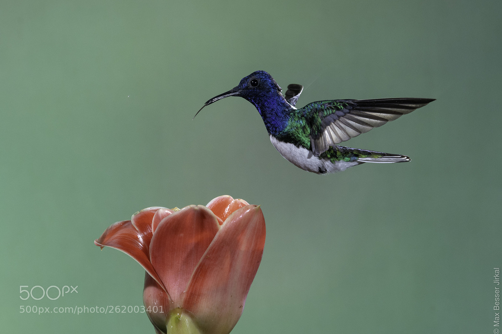 Nikon D850 sample photo. Costa rica photography