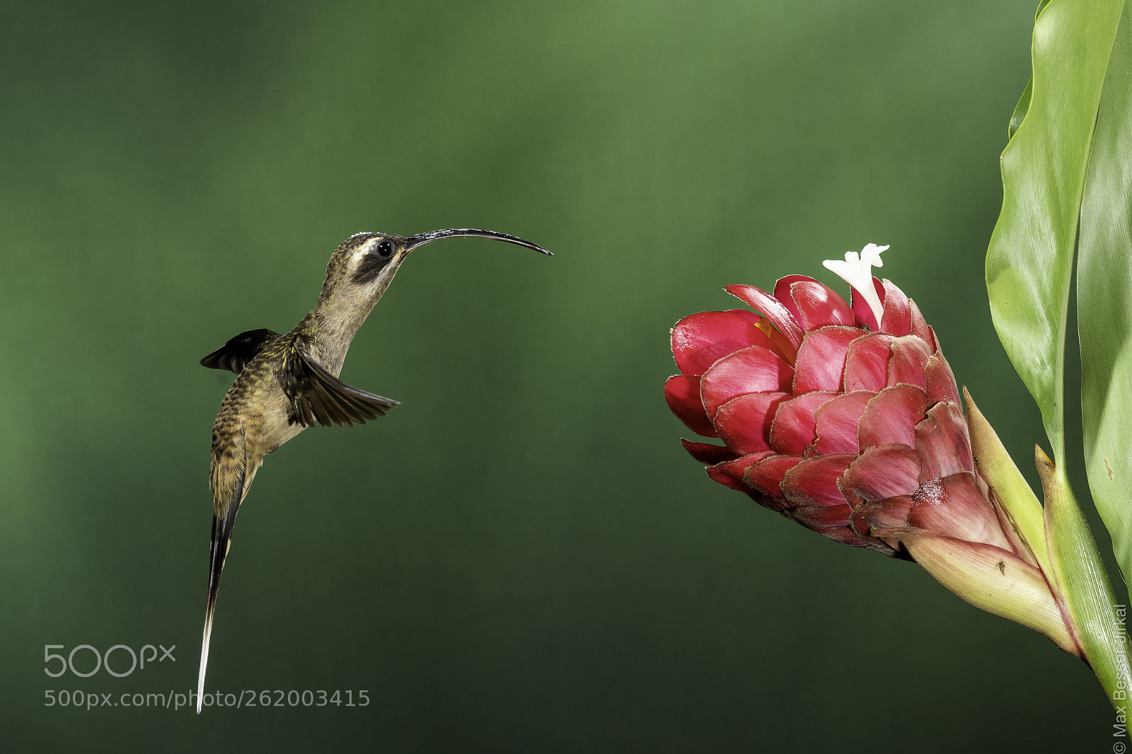 Nikon D850 sample photo. Costa rica photography