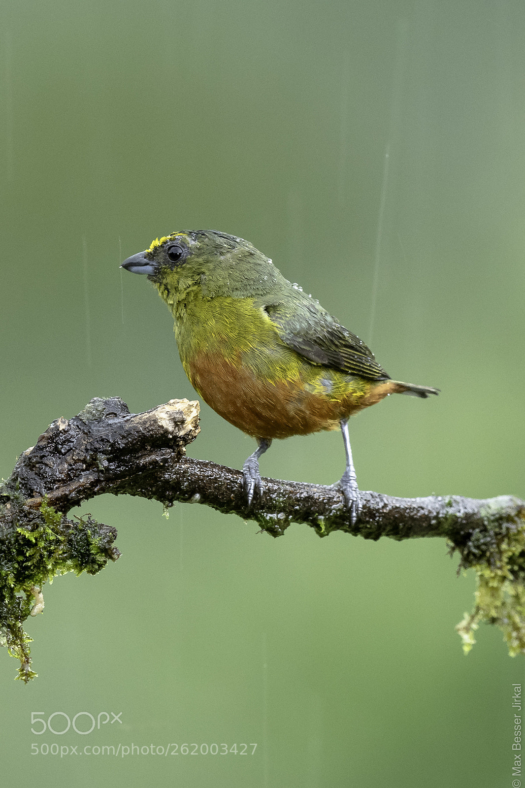 Nikon D500 sample photo. Costa rica photography