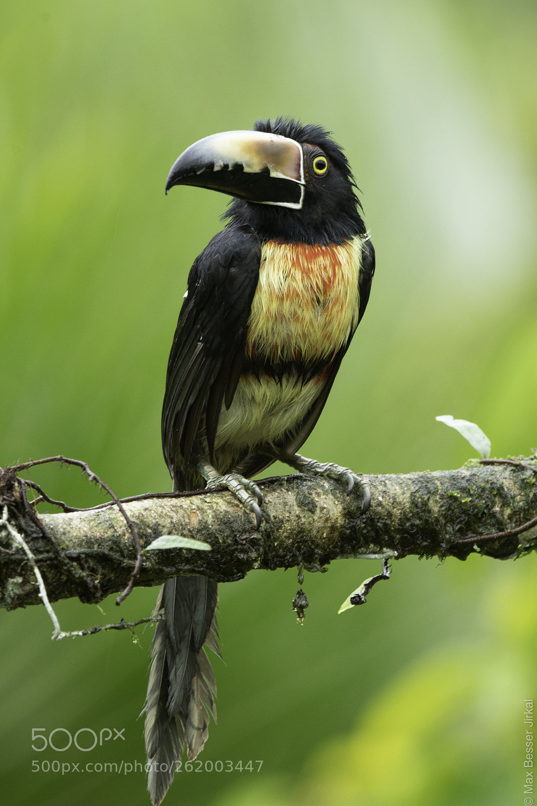 Nikon D500 sample photo. Costa rica photography