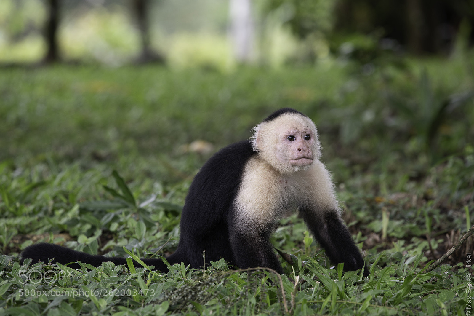Nikon D850 sample photo. Costa rica photography