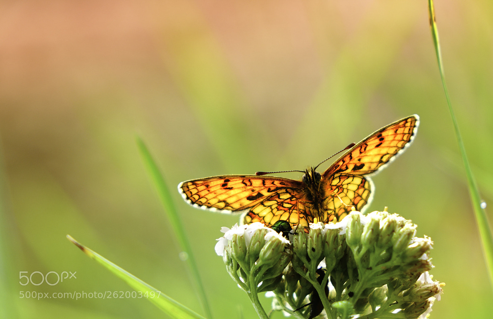 Sony Cyber-shot DSC-RX10 II sample photo. Butterfly photography