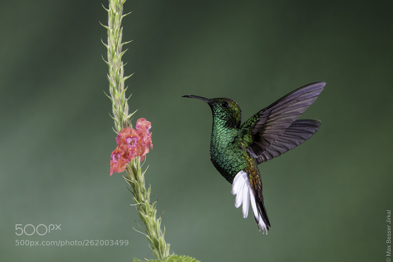 Nikon D850 sample photo. Costa rica photography