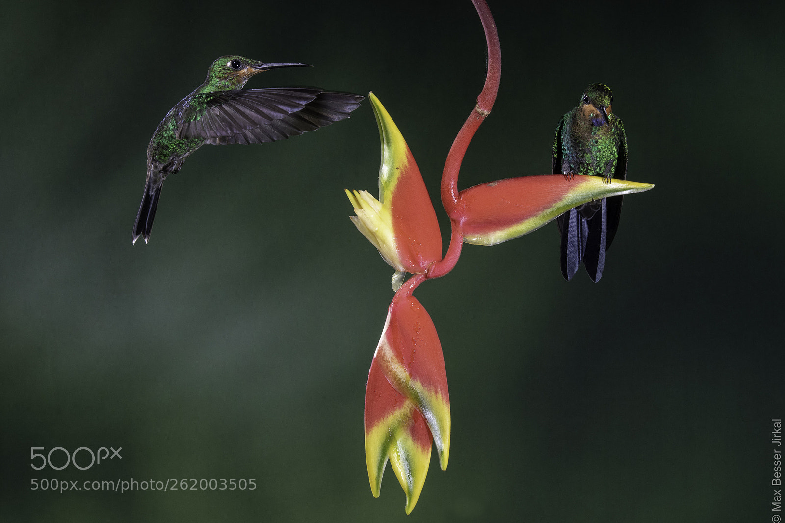 Nikon D850 sample photo. Costa rica photography
