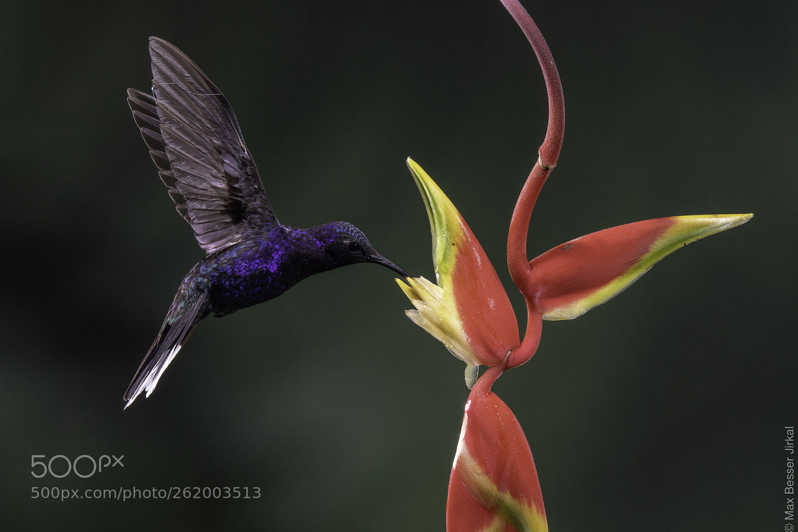 Nikon D850 sample photo. Costa rica photography