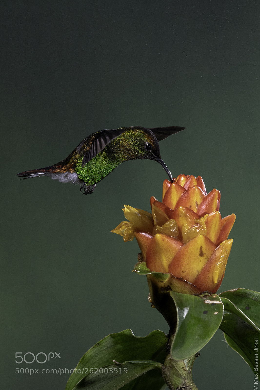 Nikon D850 sample photo. Costa rica photography