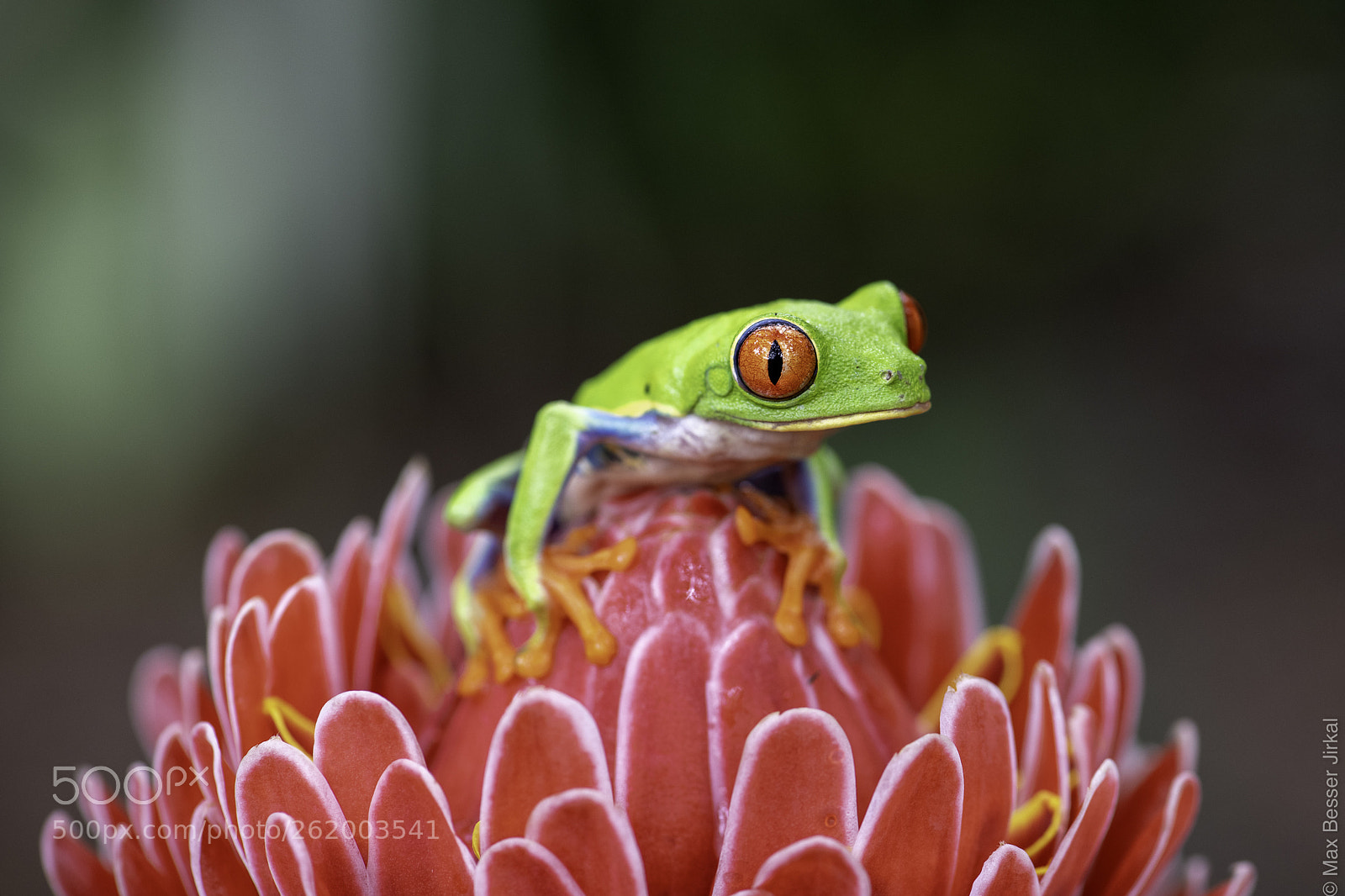 Nikon D850 sample photo. Costa rica photography