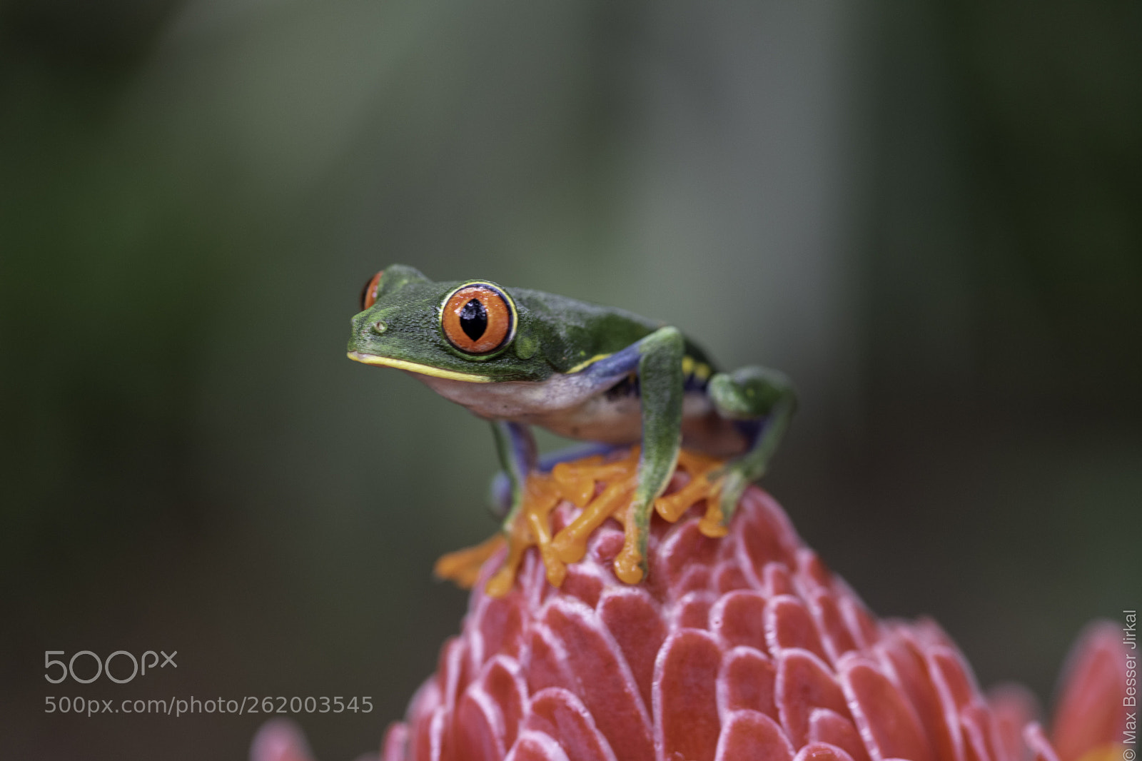 Nikon D850 sample photo. Costa rica photography