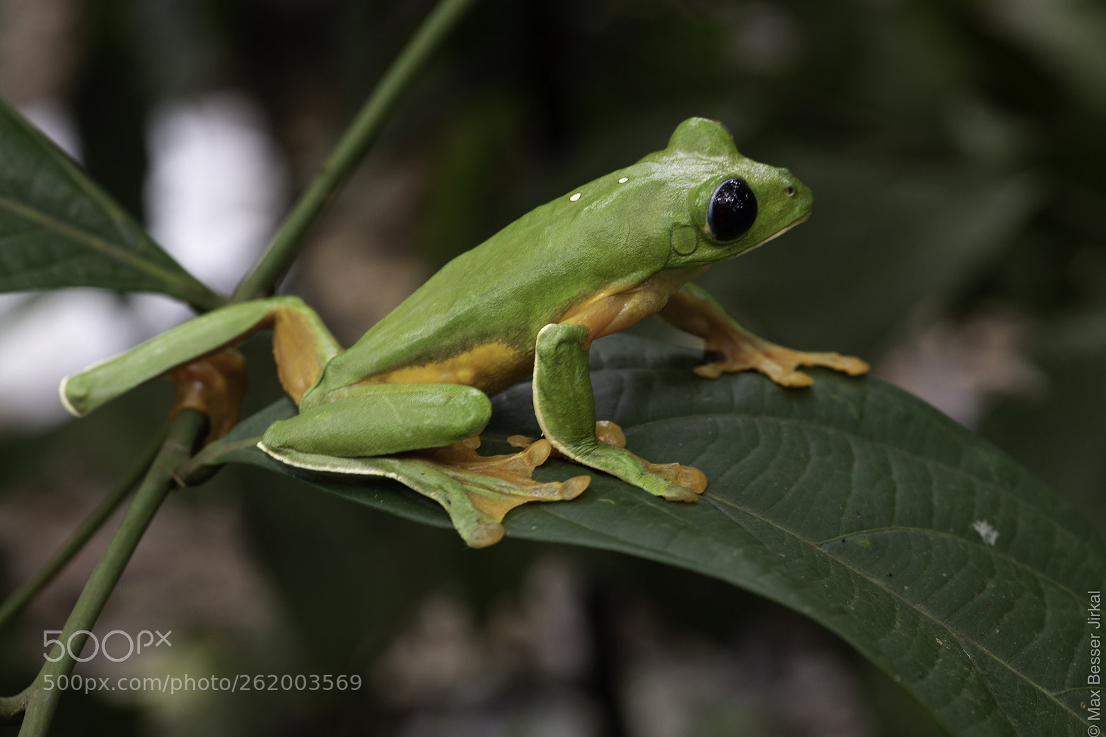 Nikon D850 sample photo. Costa rica photography
