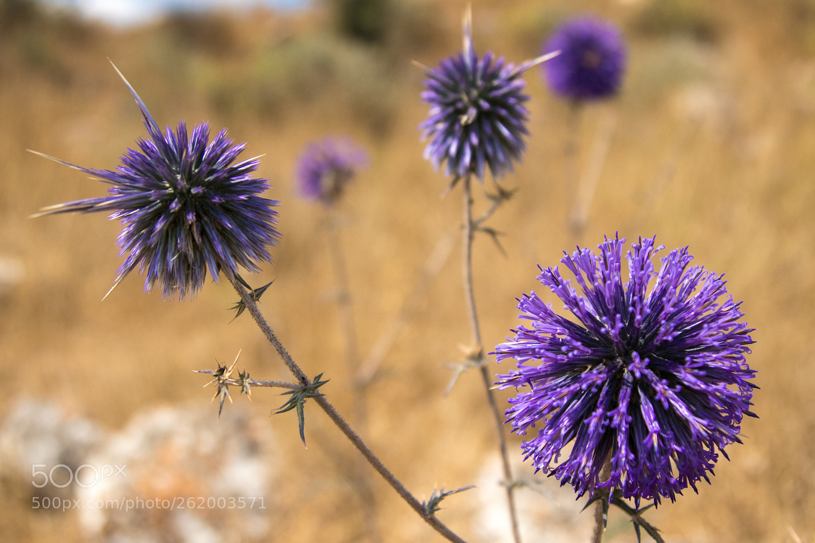 Canon EOS 80D sample photo. Colors of summer 4 photography