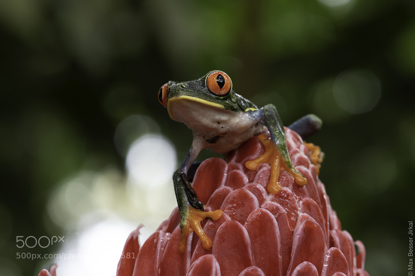Nikon D850 sample photo. Costa rica photography
