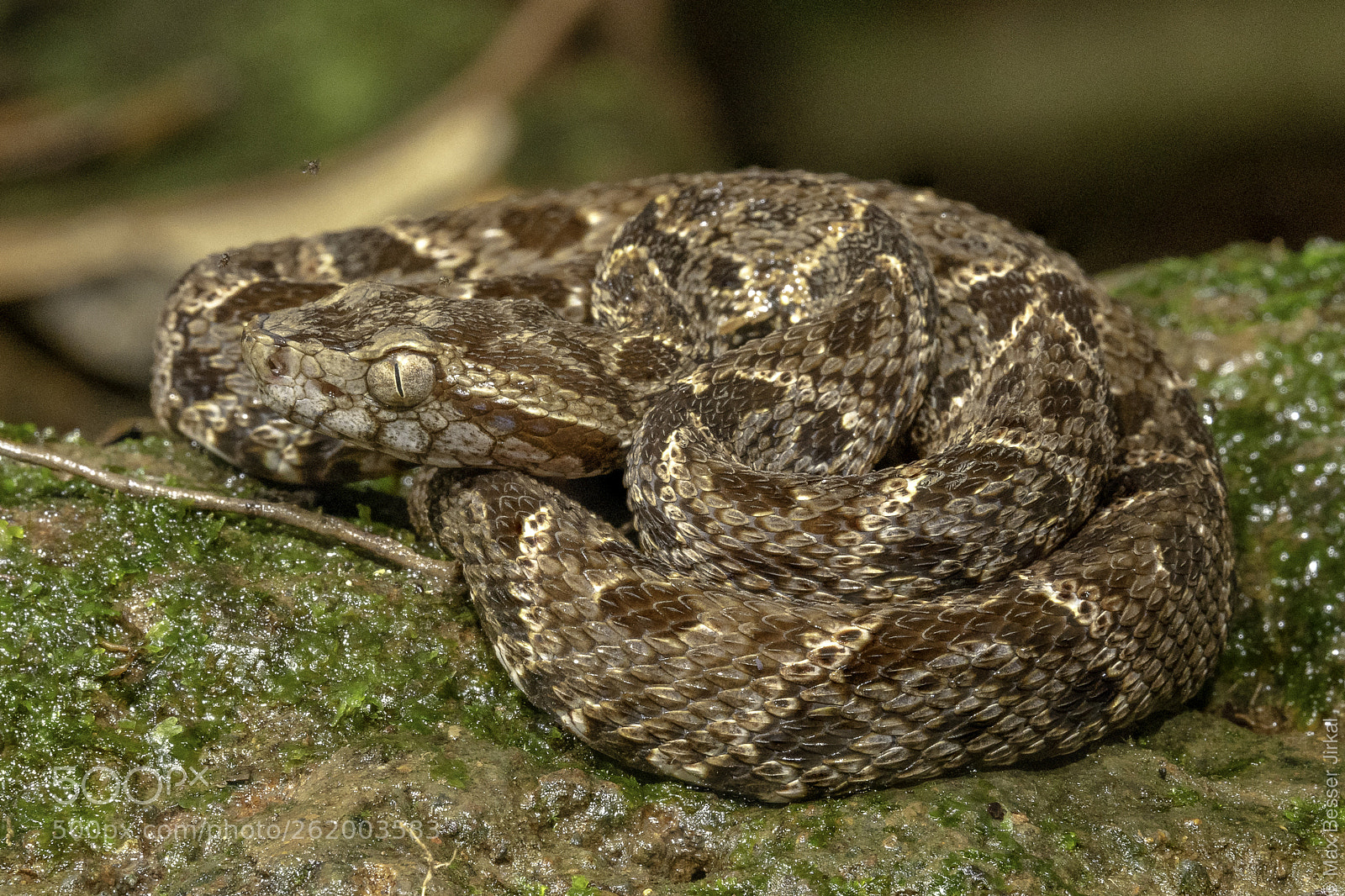 Nikon D850 sample photo. Costa rica photography