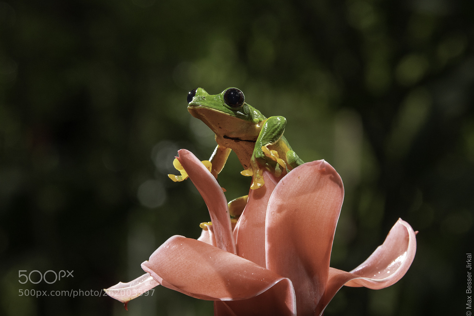 Nikon D850 sample photo. Costa rica photography