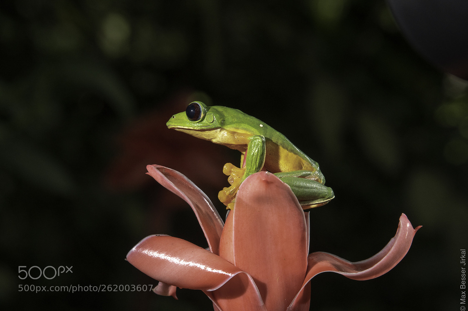 Nikon D850 sample photo. Costa rica photography