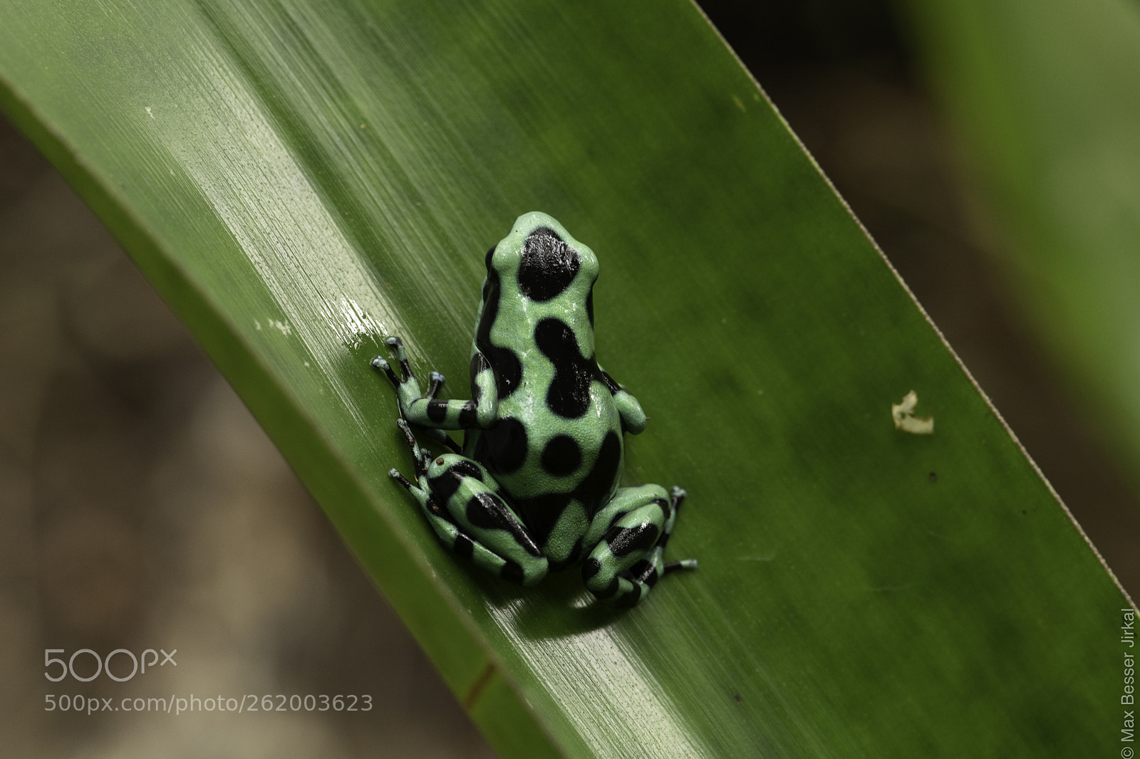 Nikon D850 sample photo. Costa rica photography