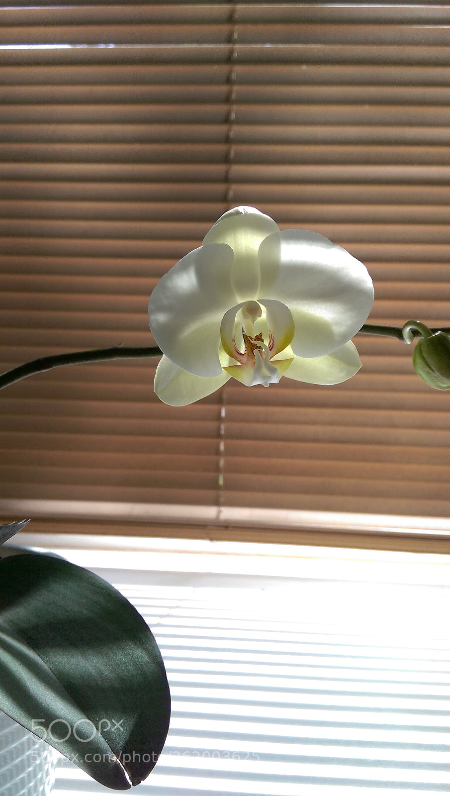 HTC ONE (M8) sample photo. White beauty photography