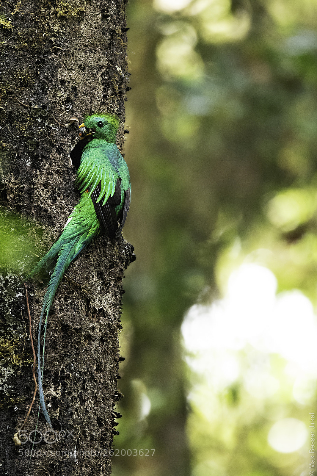 Nikon D500 sample photo. Costa rica photography