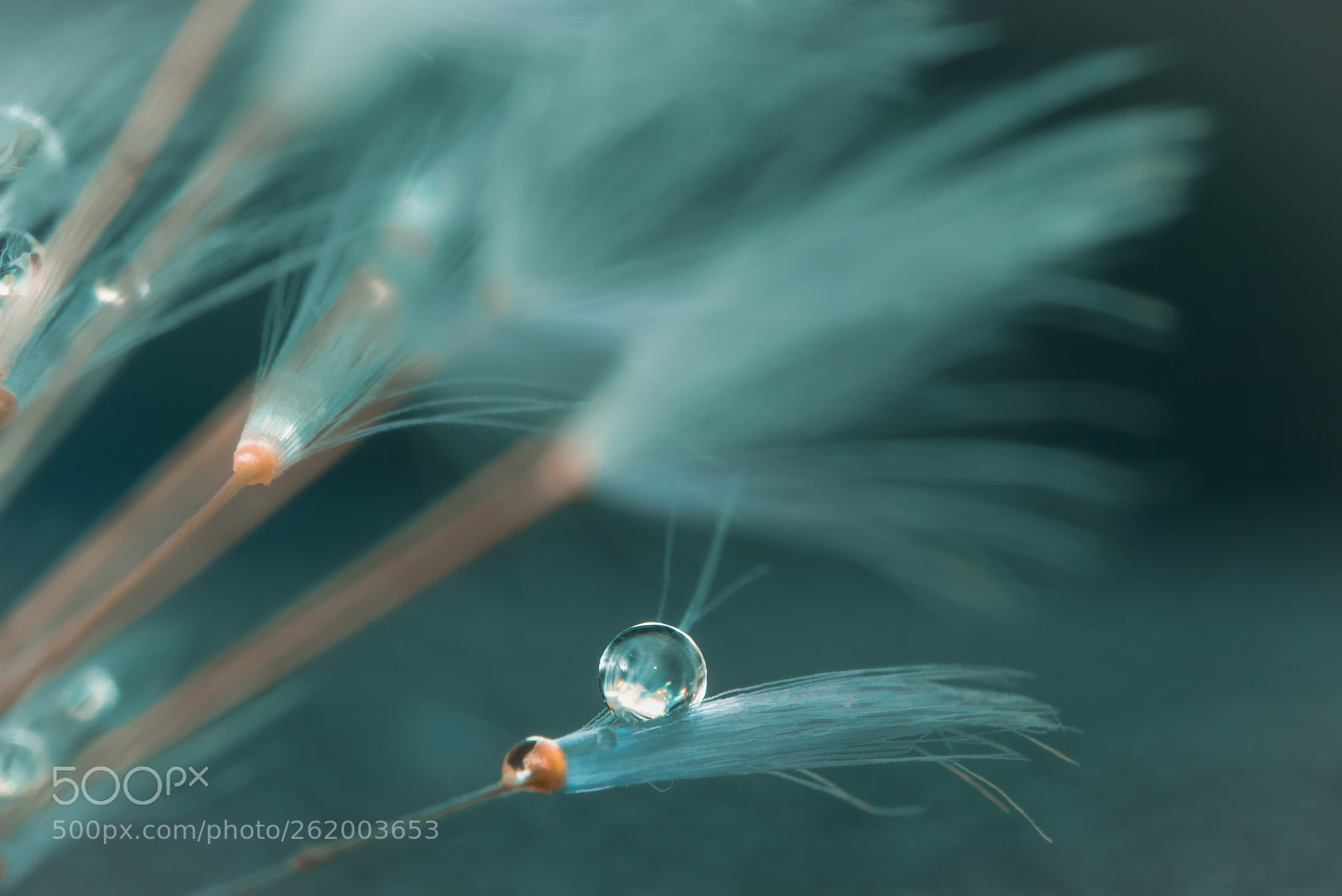 Panasonic Lumix DMC-GX7 sample photo. Dandelion seeds photography