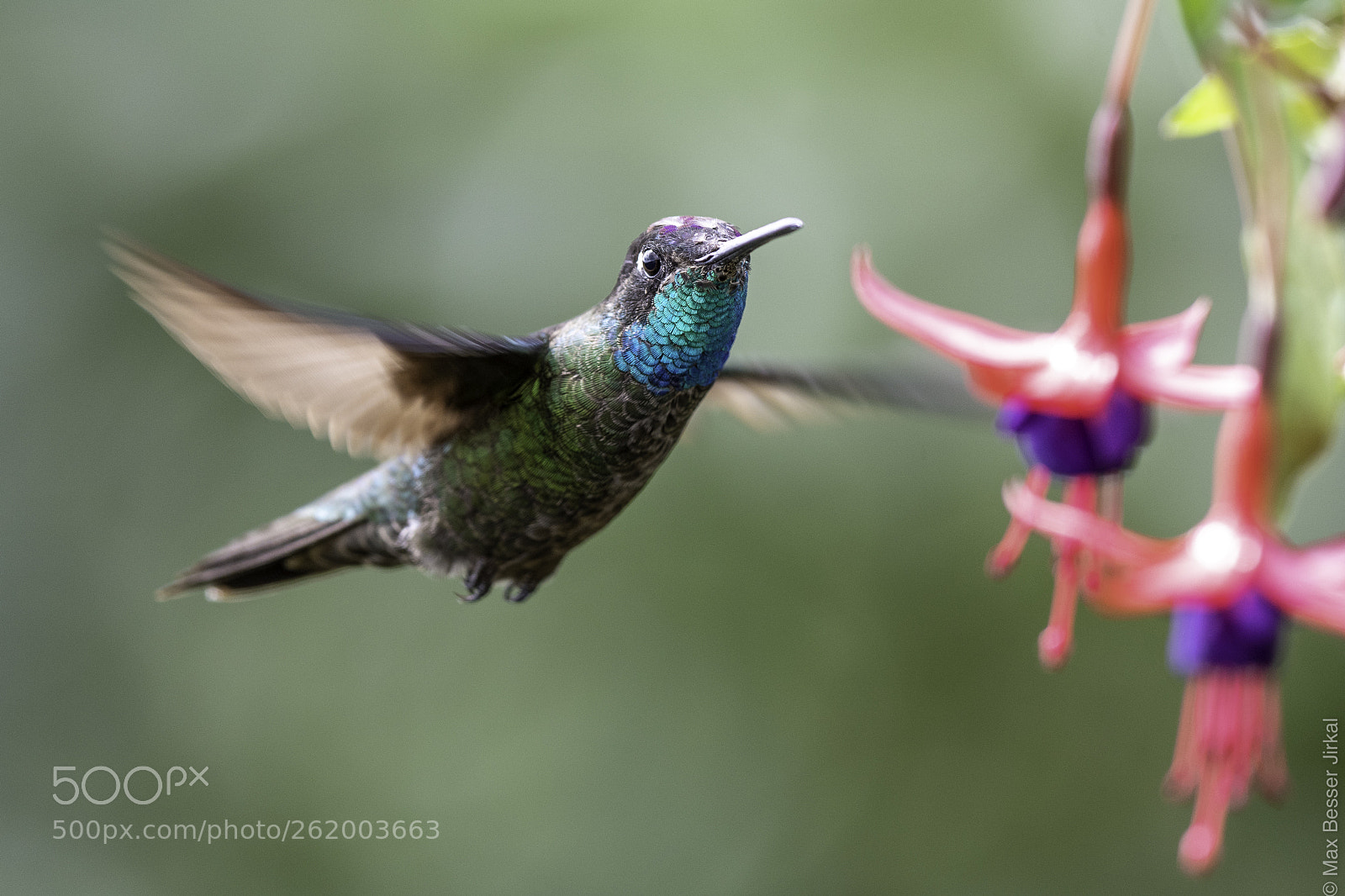 Nikon D500 sample photo. Costa rica photography