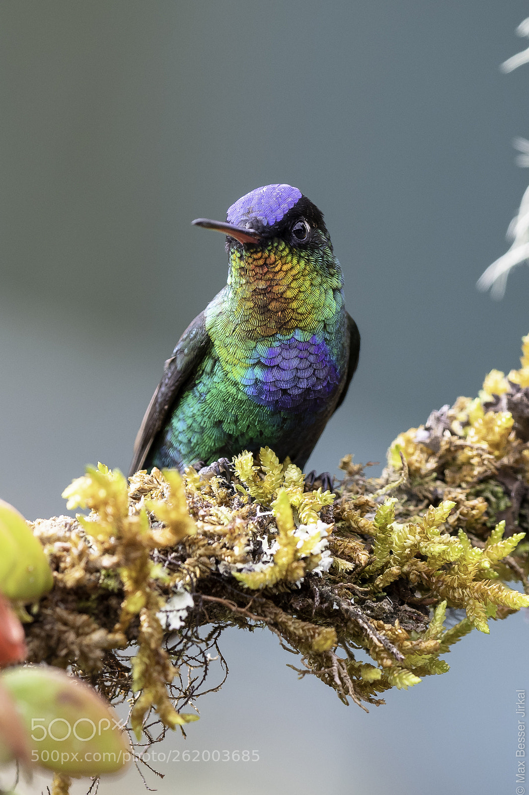 Nikon D500 sample photo. Costa rica photography