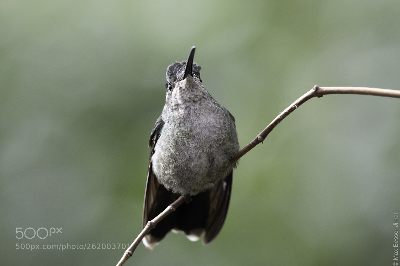 Nikon D500 sample photo. Costa rica photography