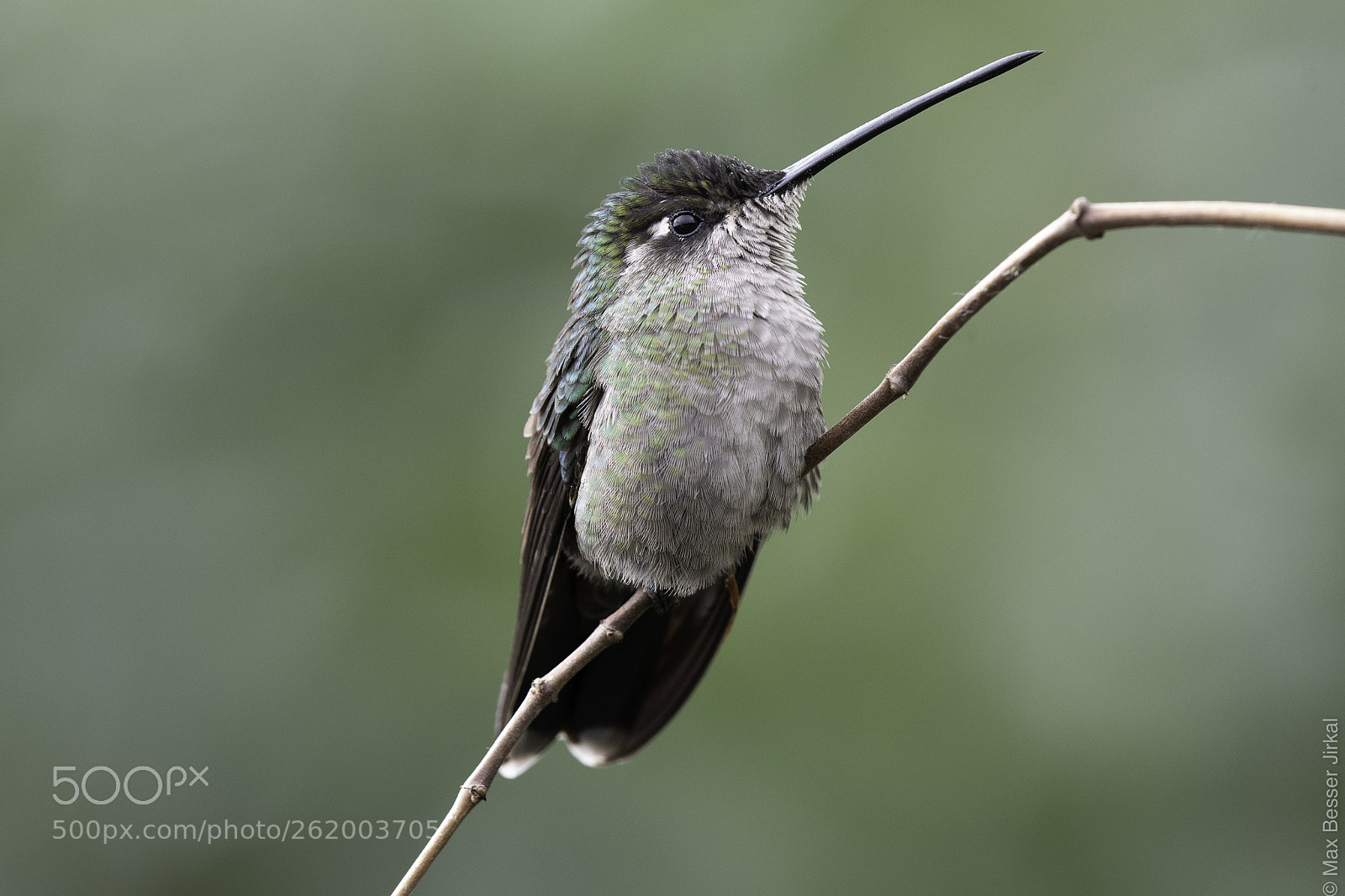 Nikon D500 sample photo. Costa rica photography