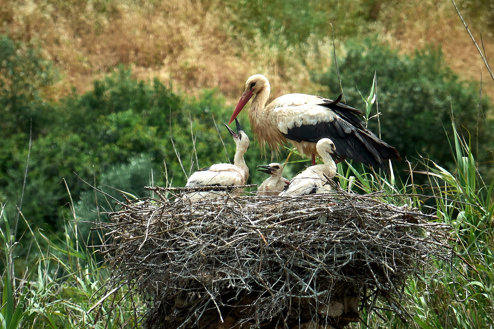 Fujifilm X-S1 sample photo. Mother stork photography