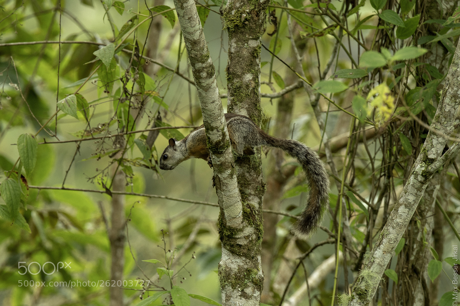 Nikon D500 sample photo. Costa rica photography