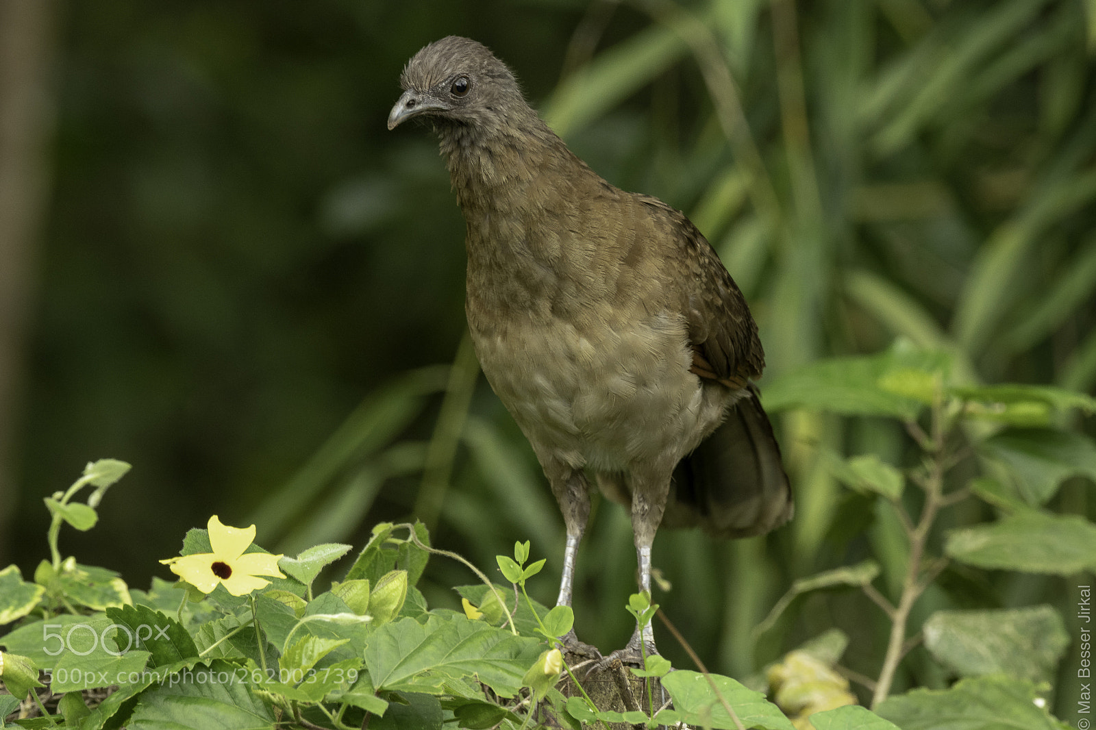 Nikon D500 sample photo. Costa rica photography