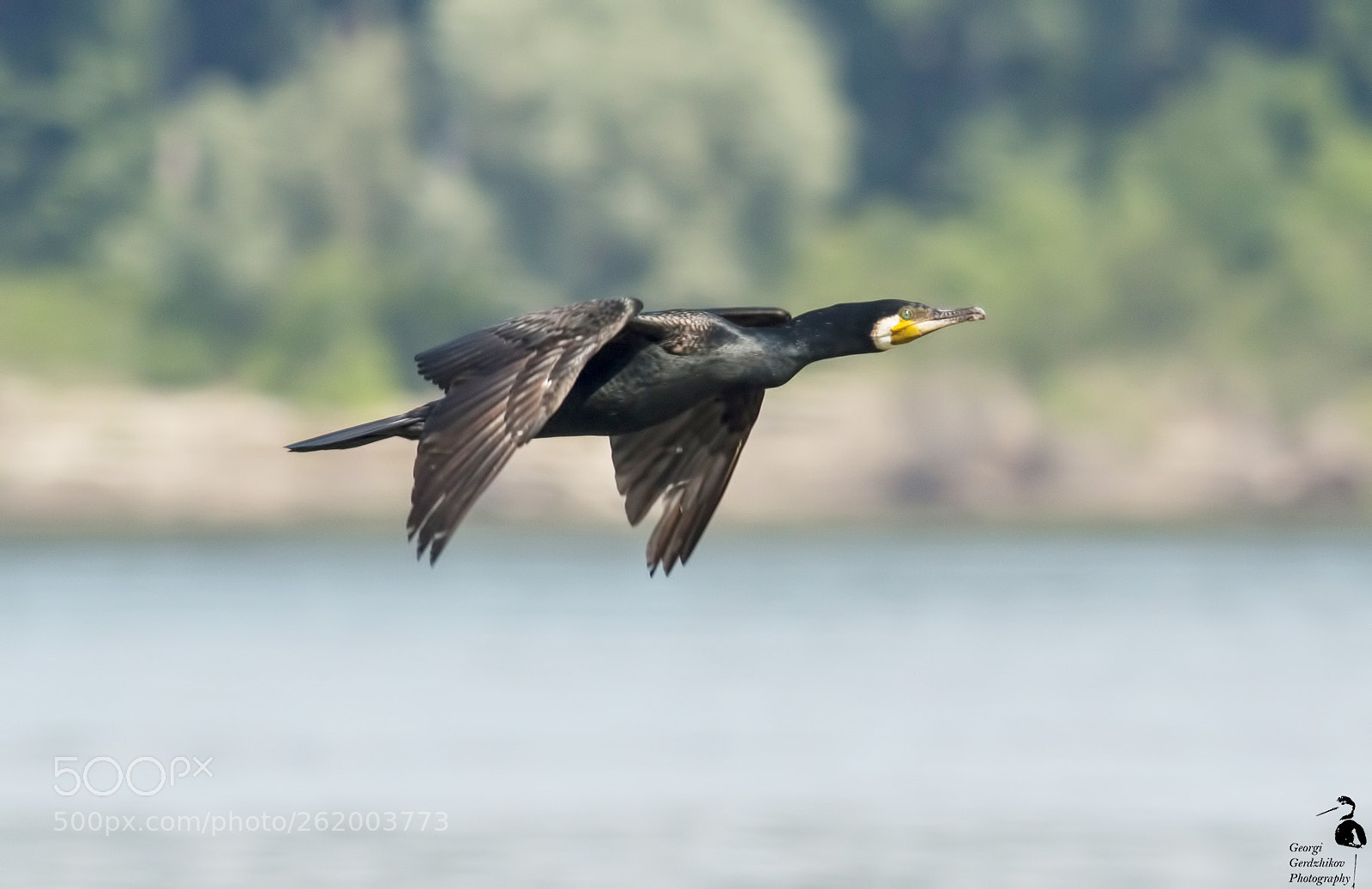 Canon EOS 70D sample photo. Great cormorant photography