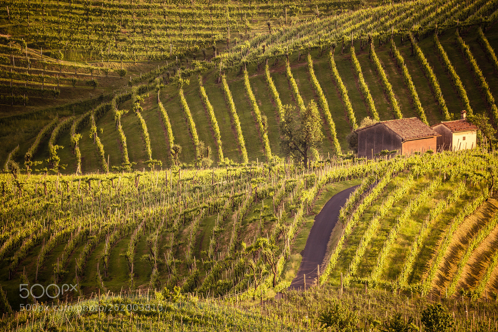 Canon EOS 6D sample photo. Evening on vineyards photography
