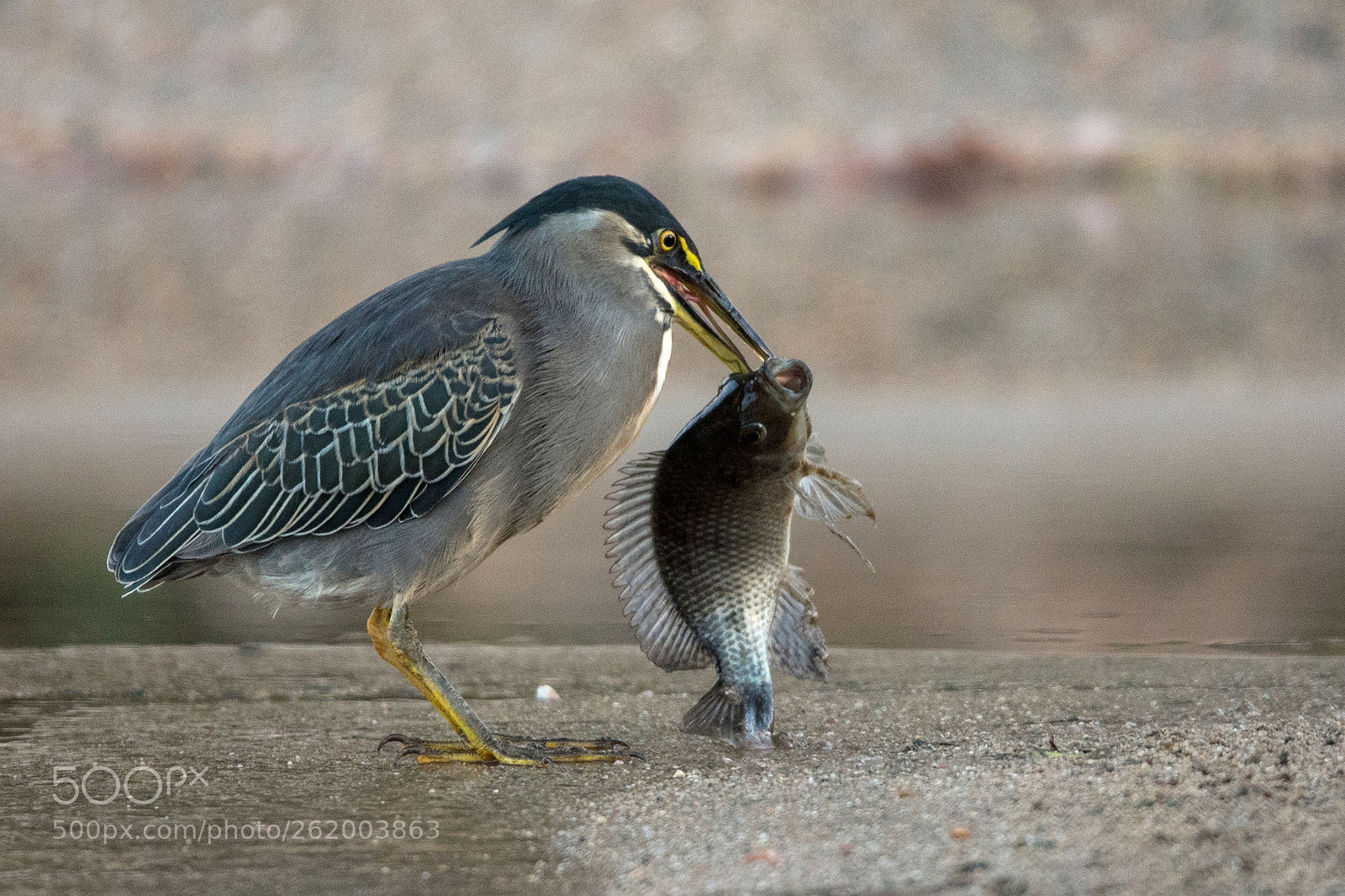 Nikon D750 sample photo. A heron's lunch. photography